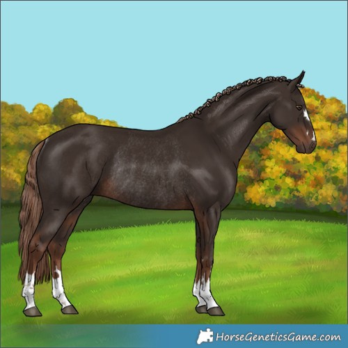 Horse Color:Liver Chestnut Rabicano 