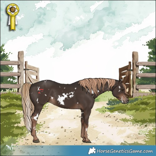 Horse Color:White Spotted Liver Chestnut Rabicano