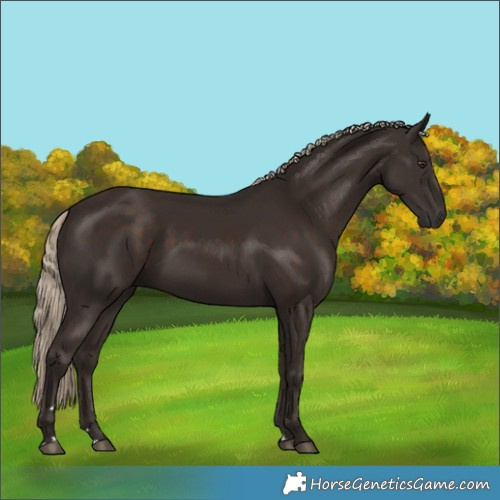 Horse Color:Liver Chestnut Rabicano 
