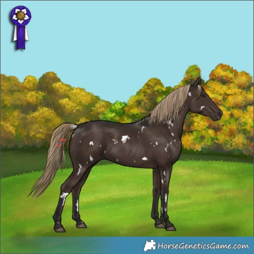 Horse Color:White Spotted Liver Chestnut Rabicano
