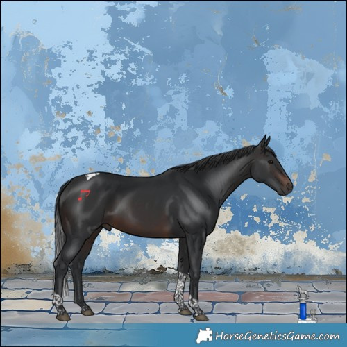 Horse Color:Brown Tobiano Rabicano