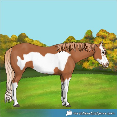 Horse Color:Chestnut Splash Frame 