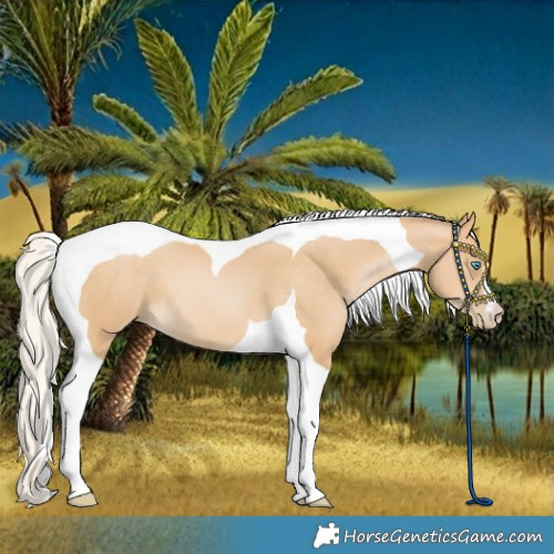 Horse Color:Silver Buckskin Pearl Tobiano
