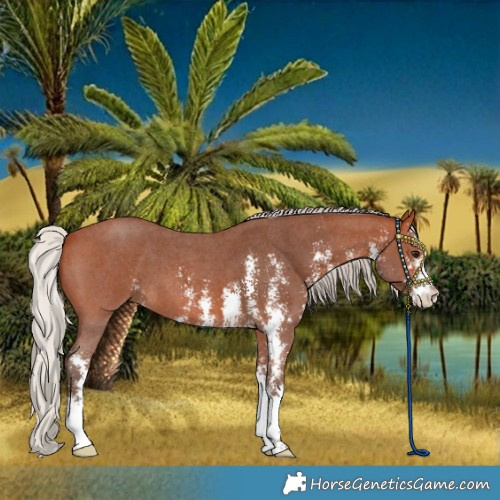 Horse Color:Silver Bay Sabino 