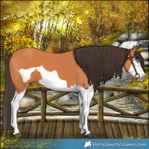 Horse Color:Bay Splash Frame