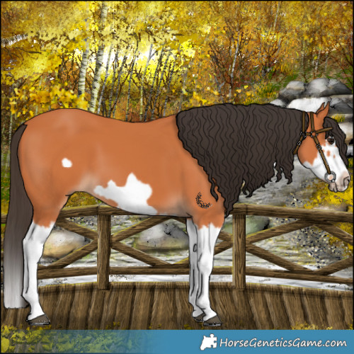 Horse Color:Bay Splash Frame