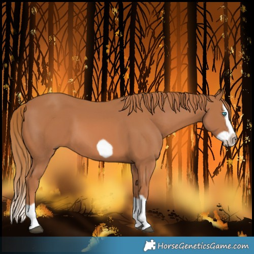 Horse Color:Chestnut Splash Frame