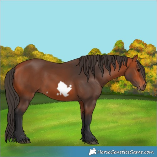 Horse Color:Bay Frame