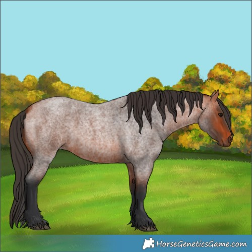 Horse Color:Bay Roan 