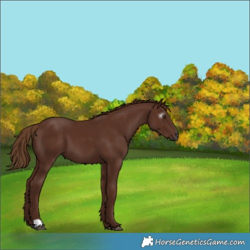 Horse Color:Gray Chestnut 