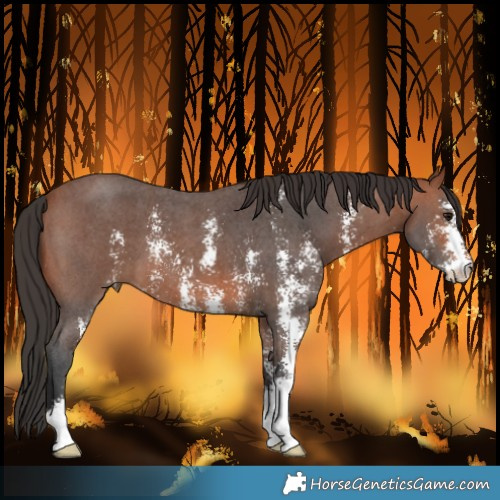Horse Color:Bay Sabino 