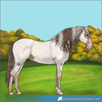 Horse Color:Classic Champagne Near Fewspot  and Silver Classic Champagne Roan Dun 
