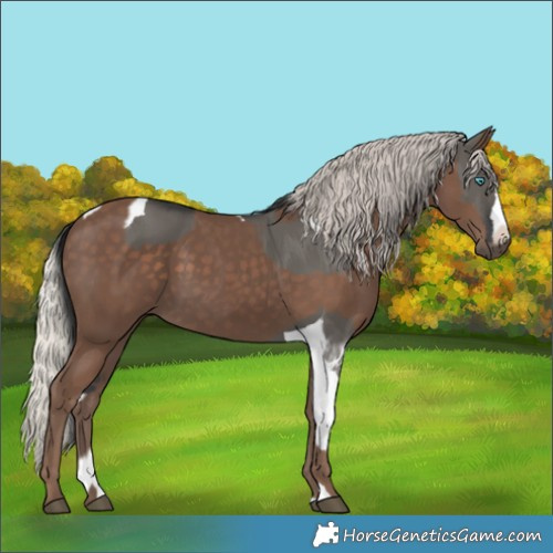 Horse Color:Grullo Splash Tobiano and Silver Black