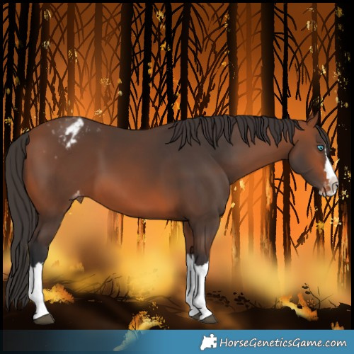 Horse Color:Bay Splash Varnish Rabicano 