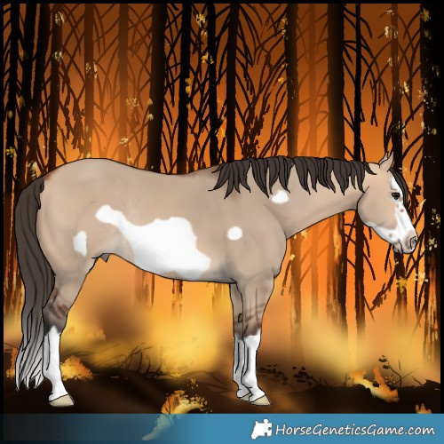 Horse Color:Bay Dun Splash Frame Rabicano 