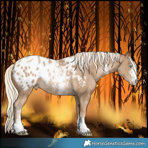 Horse Color:Chocolate Palomino Pearl Sabino Blanket 