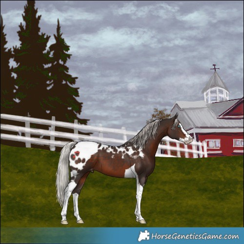 Horse Color:Silver Brown Splash Tobiano Skewed Appaloosa 