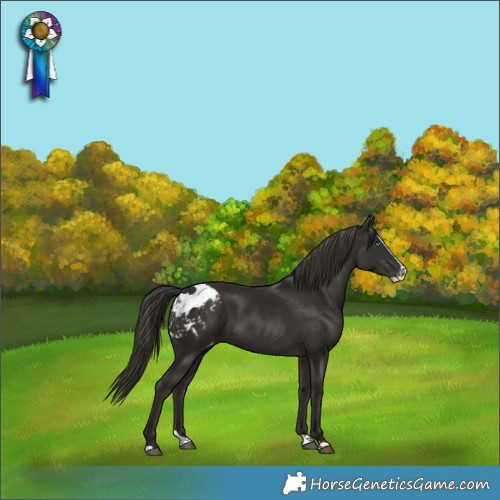 Horse Color:Liver Chestnut Splash Skewed Appaloosa