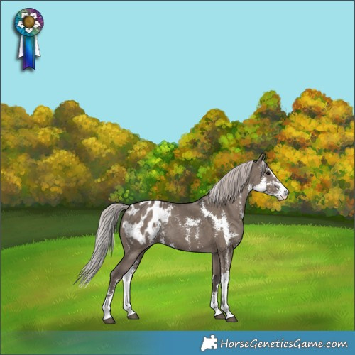 Horse Color:Silver Grullo Sabino Appaloosa 