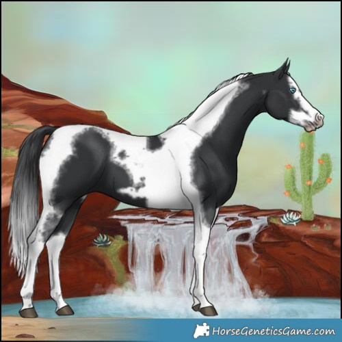 Horse Color:Black Splash Tobiano Frame