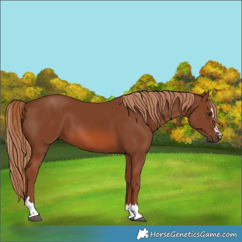 Horse Color:Chestnut 