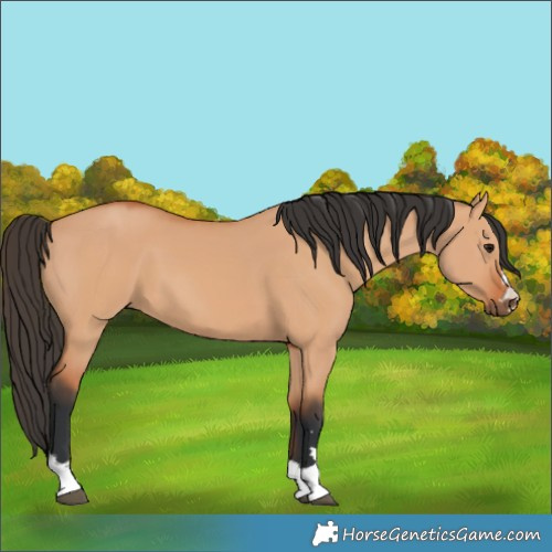 Horse Color:Bay Dun