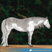 Horse Color:Silver Blue Roan Splash 