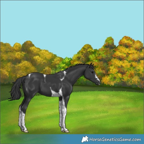 Horse Color:Black Tobiano 