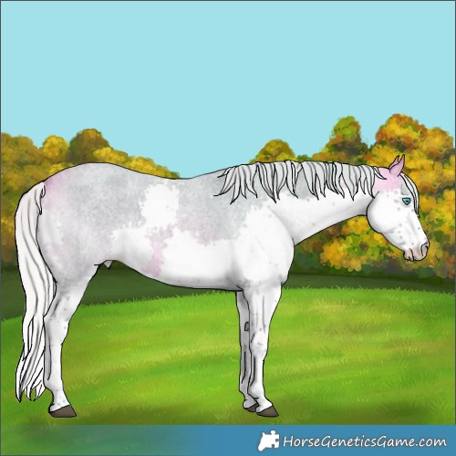 Horse Color:Watercolor Silver Buckskin Roan Splash 
