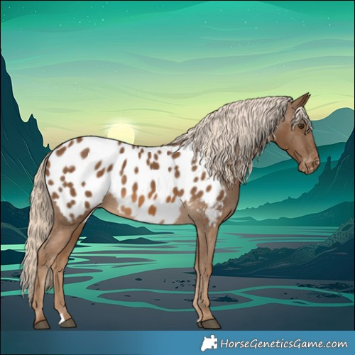 Horse Color:Chocolate Palomino Blanket