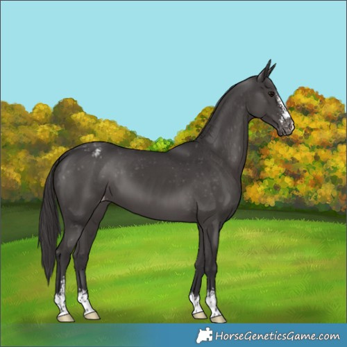 Horse Color:Smoky Black Sabino Appaloosa 