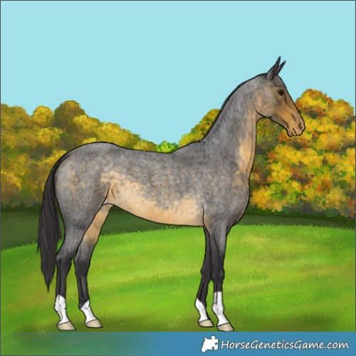 Horse Color:Buckskin Roan Appaloosa 