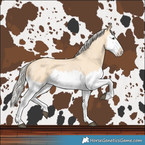 Horse Color:Silver Buckskin Roan Splash 