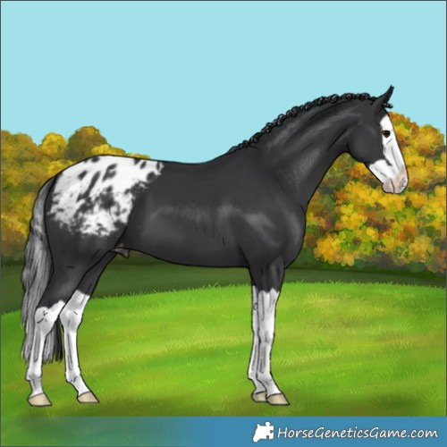 Horse Color:Black Splash Blanket