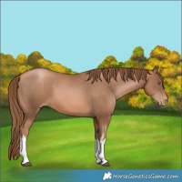 Horse Color:White Spotted Liver Chestnut Pearl
