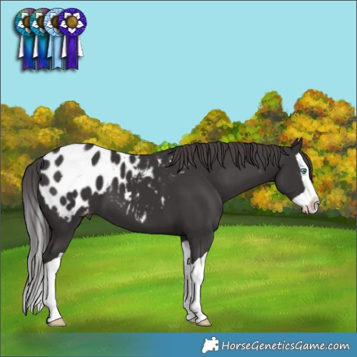 Horse Color:Smoky Black Splash Appaloosa 