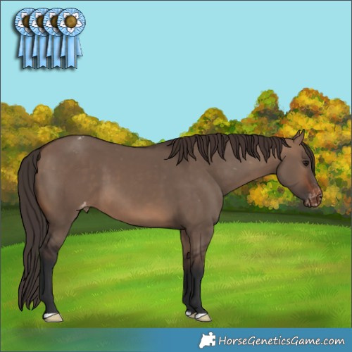 Horse Color:Brown Dun Appaloosa