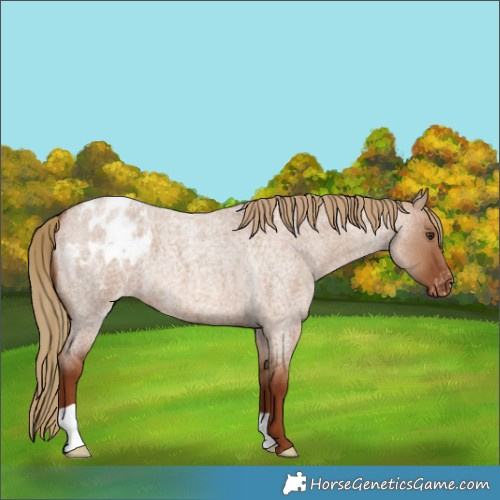 Horse Color:Red Dun Roan Appaloosa 