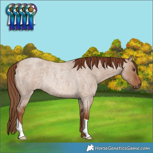 Horse Color:Red Dun Roan Rabicano