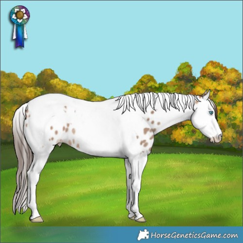 Horse Color:Sable Champagne Splash Tobiano Appaloosa Rabicano 