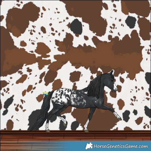 Horse Color:Black Blanket 