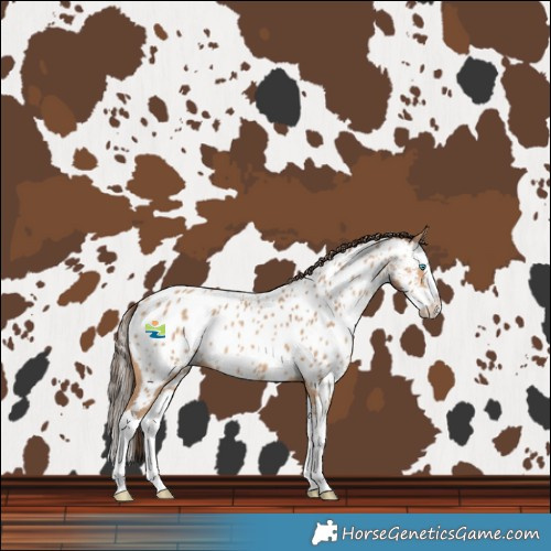 Horse Color:Amber Champagne Splash Near Leopard 