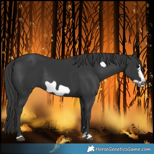 Horse Color:Black Frame 