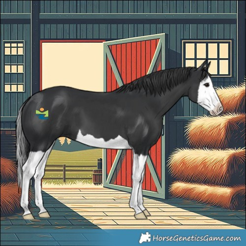 Horse Color:Black Splash 
