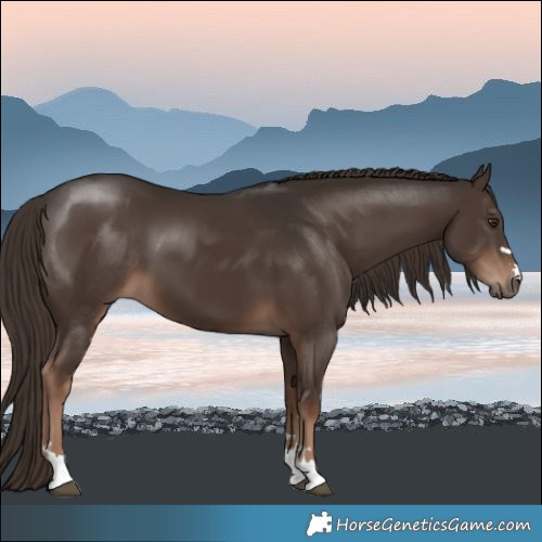 Horse Color:Liver Chestnut
