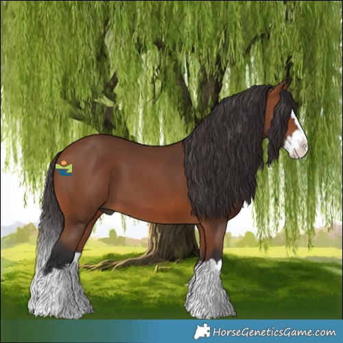 Horse Color:Bay Splash