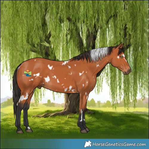 Horse Color:White Spotted Bay