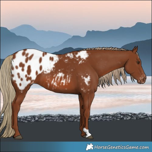 Horse Color:Chestnut Blanket 