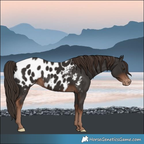 Horse Color:Liver Chestnut Blanket 
