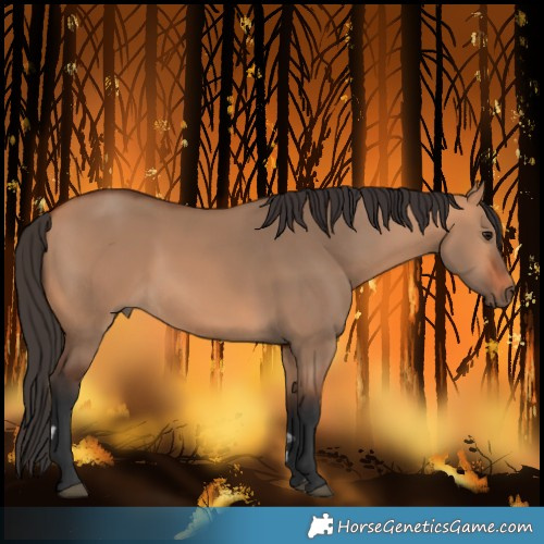 Horse Color:Bay Dun